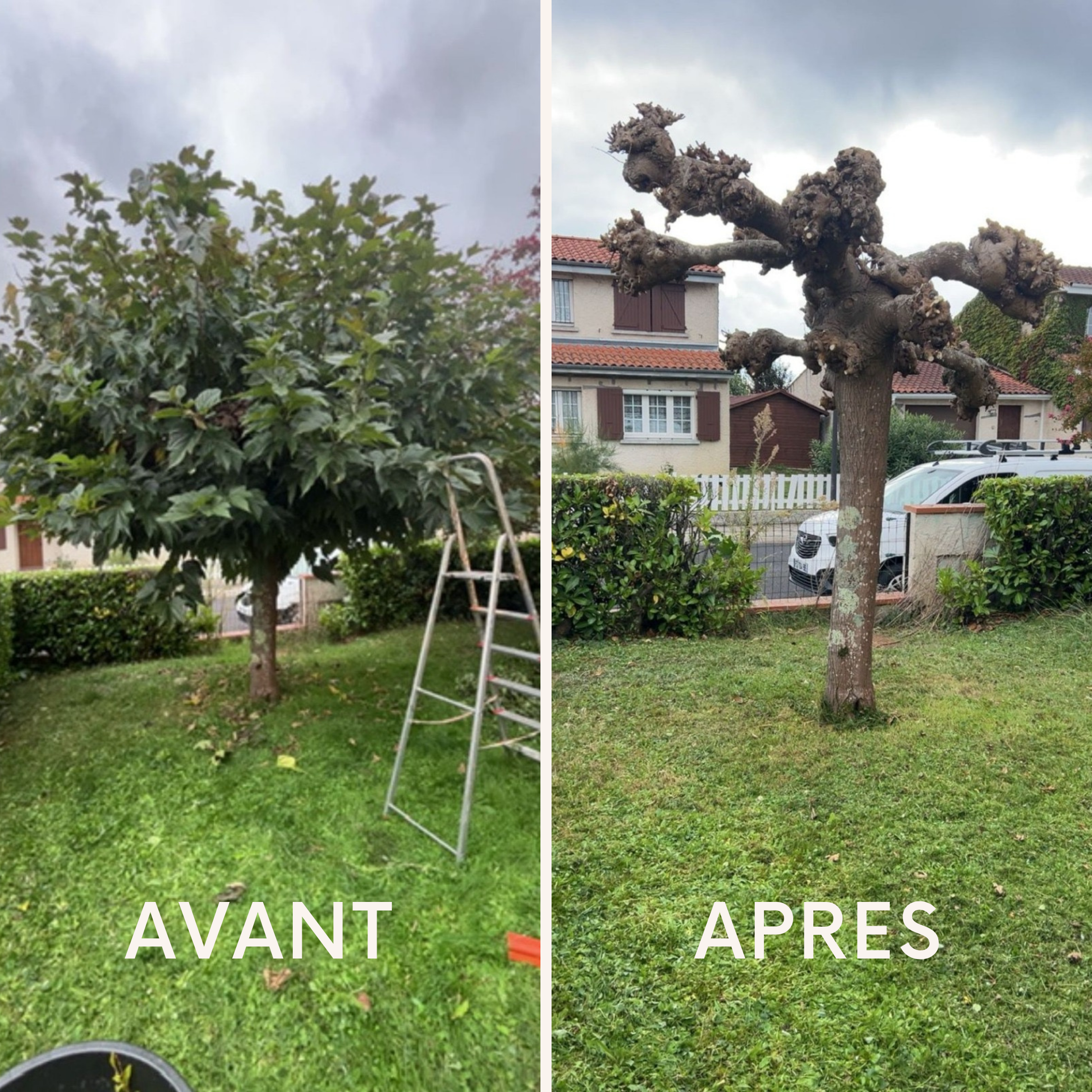 Élagage d'arbre avant après