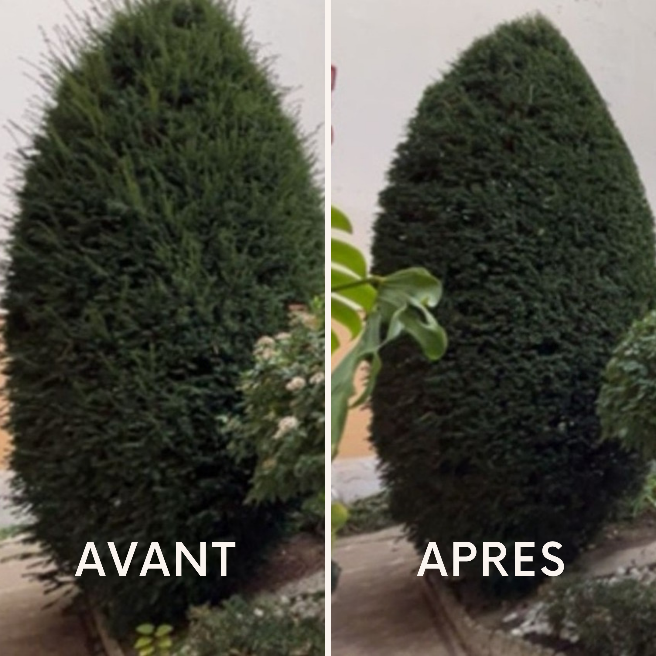 Taille arbuste avant après