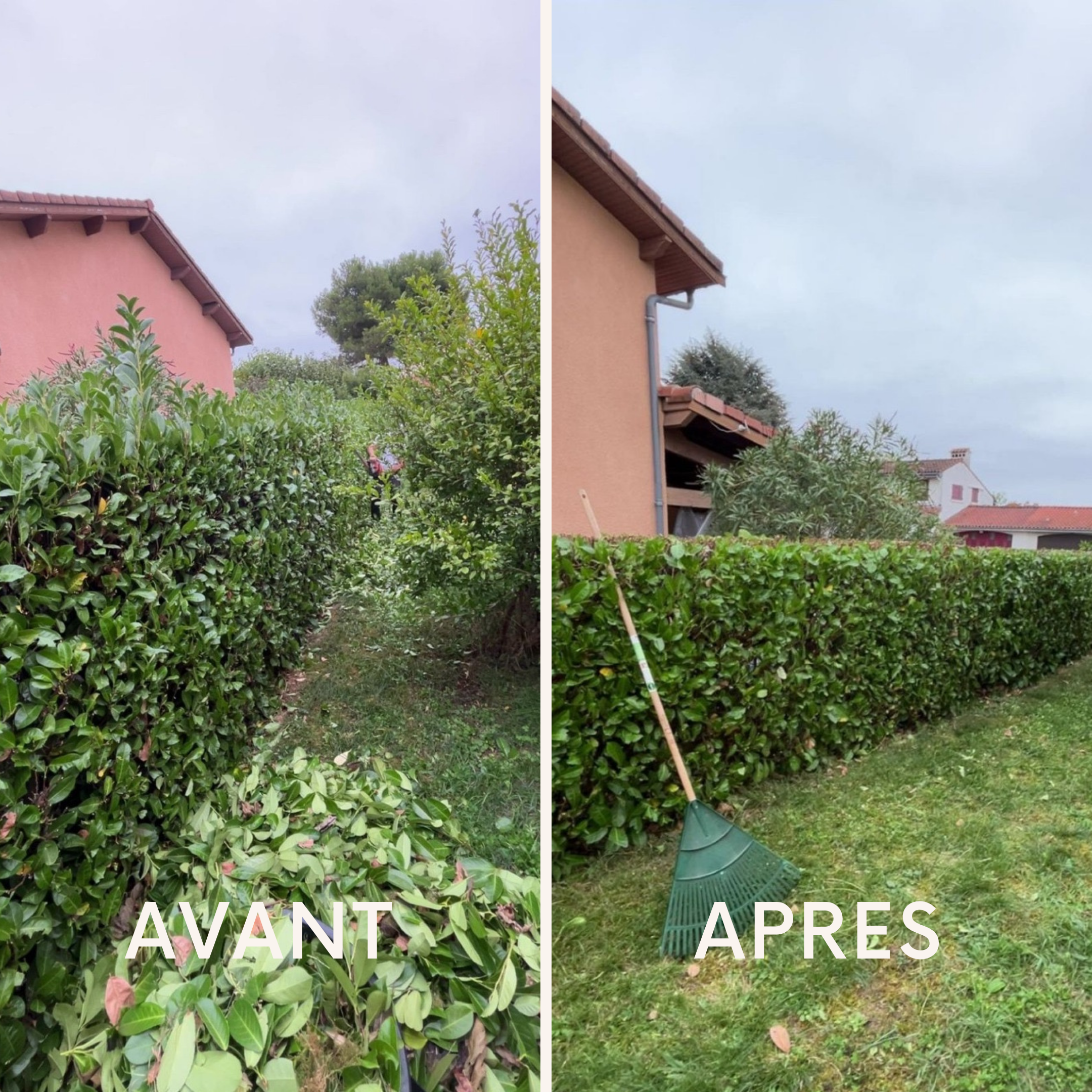 Taille de haie avant après